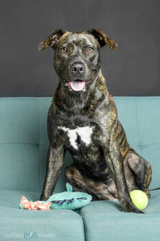 Rescue American Staffordshire Terrier and Labrador Retriever Dogs for Adoption in Tampa, Florida - Tuna - F | PetCurious