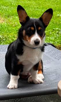 Bert -  Corgi Dog for Adoption in Union Grove, Wisconsin - Bert | PetCurious