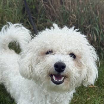 Steve -  Bichon Frise Dog for Adoption in Hamilton, Ontario - Steve | PetCurious