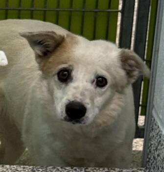 Jack Russell Terrier and Chihuahua Dogs Available for Adoption in Golden, Colorado - Josephine | PetCurious