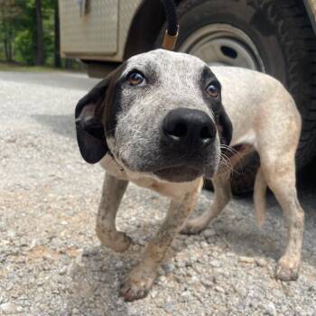 Australian Cattle Dog Blue Heeler Dogs Available for Adoption in Valley, Alabama - Dozer | PetCurious