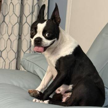 Coraline -  Boston Terrier Dog for Adoption in San Mateo, California - Coraline | PetCurious