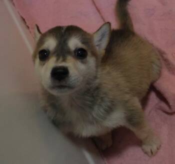 Rescue Shepherd Dogs for Adoption in Thief River Falls, Minnesota - Hadi | PetCurious