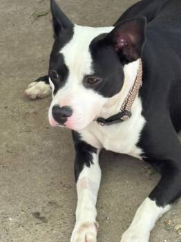 Andy -  Bull Terrier and Boston Terrier Dog for Adoption in Fincastle, Virginia - Andy | PetCurious