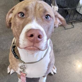 Cody -  Pit Bull Terrier and Mixed Breed Dog for Adoption in Phoenix, Arizona - Cody | PetCurious