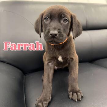 Labrador Retriever Dogs Available for Adoption - Farrah | PetCurious