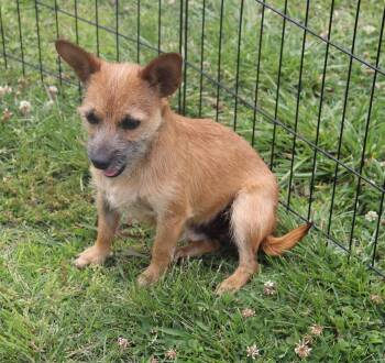 Chihuahua and Terrier Dogs Available for Adoption in Winchester, Tennessee - Rascal | PetCurious