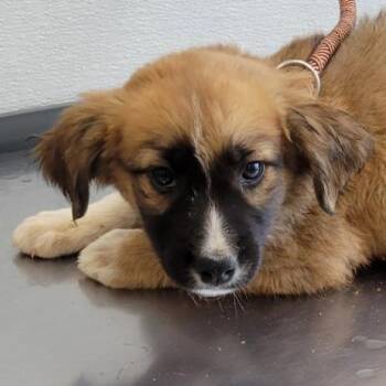 925 (2026) Dorito -  Cattle Dog and Mixed Breed Dog for Adoption in Parker, Colorado - 925 (2026) Dorito | PetCurious