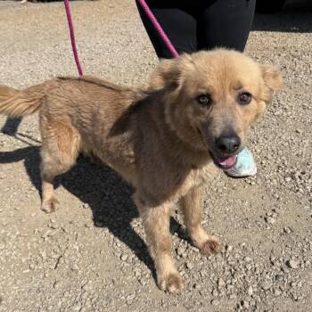 Retriever Dogs Available for Adoption - Salem | PetCurious