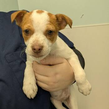 Cattle Dog Dogs Available for Adoption - RORY | PetCurious