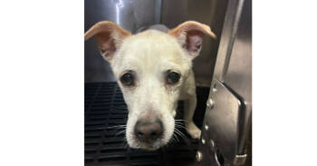 Rescue Chihuahua Dogs for Adoption in Marietta, Georgia - Bear | PetCurious