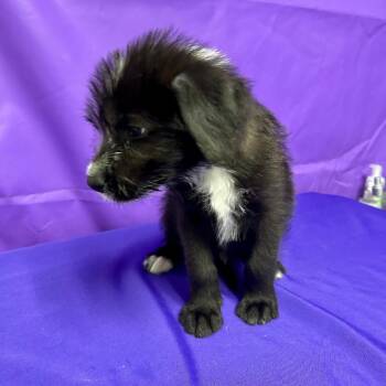 Del Taco -  Australian Shepherd and Mixed Breed Dog for Adoption in North Myrtle Beach, South Carolina - Del Taco | PetCurious