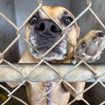 Pit Bull Terrier Dogs Available for Adoption in Austin, Texas - Sadie Lee | PetCurious