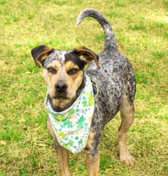 Mixed Breed Dogs Available for Adoption - Baby Girl  | PetCurious
