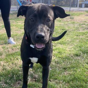 Black Labrador Retriever Dogs Available for Adoption - Roam (Danny) | PetCurious