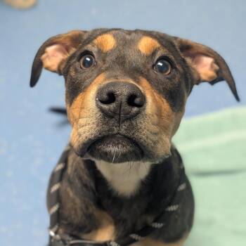 Pit Bull Terrier and Black Labrador Retriever Dogs Available for Adoption in Watertown, New York - Ozzie | PetCurious
