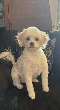 Rescue Maltipoo Dogs for Adoption in Chandler, Arizona - Bae | PetCurious