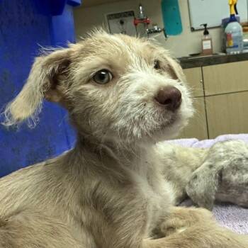 Um -  Mixed Breed Dog for Adoption in Lakeland, Florida - Um | PetCurious