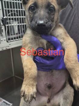 Sebastian -  Shepherd Dog for Adoption in Tallahassee, Florida - Sebastian | PetCurious