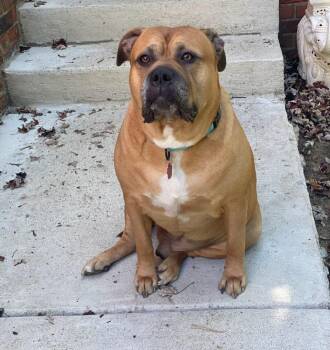 Rescue Mastiff Dogs for Adoption in Detroit, Michigan - RJ | PetCurious