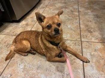 Chihuahua Dogs Available for Adoption - Cheddar | PetCurious
