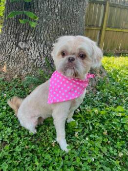 Hollie -  Shih Tzu Dog for Adoption in Richmond, Kentucky - Hollie | PetCurious
