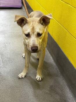 INGRAM -  German Shepherd Dog and Mixed Breed Dog for Adoption - INGRAM | PetCurious