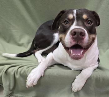 Mixed Breed Dogs Available for Adoption in Frankfort, Indiana - Silas | PetCurious