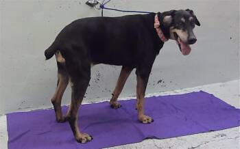 PENNY -  Doberman Pinscher Dog for Adoption in Houston, Texas - PENNY | PetCurious