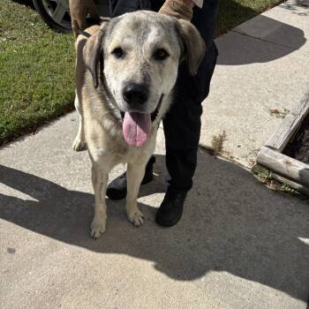Moose -  Great Pyrenees Dog for Adoption in Elberon, Virginia - Moose | PetCurious