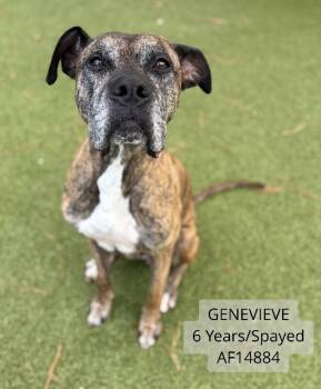 Genevieve -  Boxer Dog for Adoption - Genevieve | PetCurious