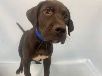 Vince -  Labrador Retriever and Mixed Breed Dog for Adoption in Minneapolis, Minnesota - Vince | PetCurious