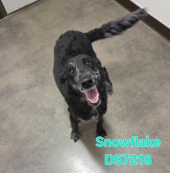 Snowflake -  Golden Retriever Dog for Adoption in Clarksville, Tennessee - Snowflake | PetCurious