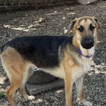 George -  German Shepherd Dog and Belgian Shepherd Malinois Dog for Adoption in Brock, Texas - George | PetCurious