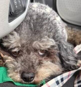 Poodle Dogs Available for Adoption in Fort Lauderdale, Florida - TRISTAN | PetCurious