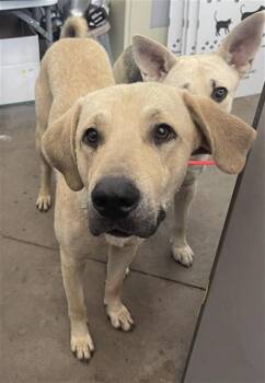 HELIOS -  Mixed Breed Dog Available for Adoption in Dallas, Texas - HELIOS | PetCurious