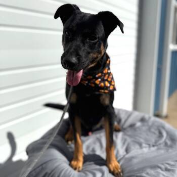 Rescue Shepherd Dogs for Adoption in Newberg, Oregon - Fred | PetCurious