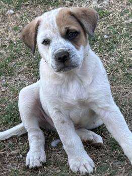 Australian Cattle Dog Blue Heeler Dogs Available for Adoption - Chong Lonestar | PetCurious