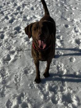 Chesapeake Bay Retriever Dogs Available for Adoption - Buddy | PetCurious