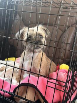 26-090 Ruby -  Brussels Griffon Dog for Adoption in Richardson, Texas - 26-090 Ruby | PetCurious