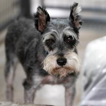 Sirrius (AG26-112) -  Miniature Schnauzer Dog for Adoption in Peyton, Colorado - Sirrius (AG26-112) | PetCurious