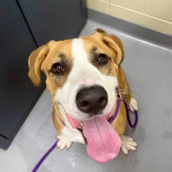 08/10/2026-Stray-SmithRoad -  Mixed Breed Dog for Adoption in Columbus, Georgia - 08/10/2026-Stray-SmithRoad | PetCurious