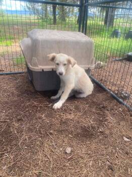 Bonnie -  Great Pyrenees Dog for Adoption in Uxbridge, Massachusetts - Bonnie | PetCurious