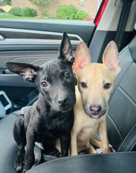Humpty Hump -  Terrier Dog for Adoption in Germantown, Ohio - Humpty Hump | PetCurious