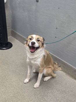 HOLLY -  Australian Shepherd and Mixed Breed Dog for Adoption in Las Vegas, Nevada - HOLLY | PetCurious