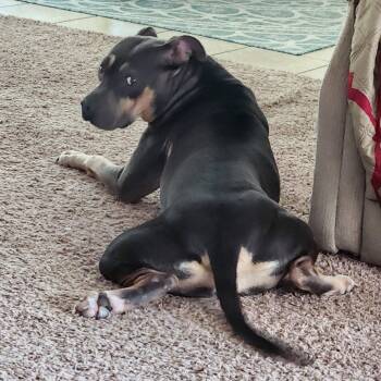 Rescue Pit Bull Terrier Dogs for Adoption in Huntsville, Alabama - Hannah | PetCurious