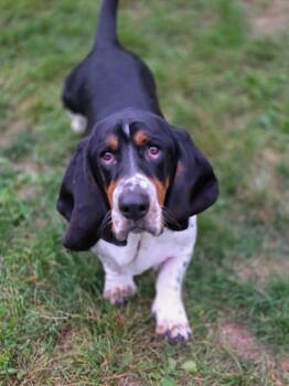 Boomer -  Basset Hound Dog for Adoption in Brookville, Ohio - Boomer | PetCurious