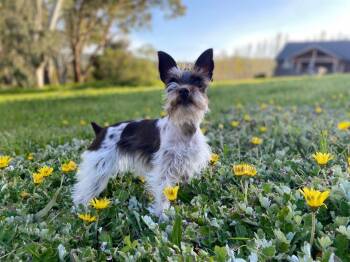Miniature Schnauzer Dogs Available for Adoption in Fanwood, New Jersey - Willow | PetCurious