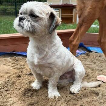 Benny - COURTESY POST -  Shih Tzu Dog for Adoption in Fowlerville, Michigan - Benny - COURTESY POST | PetCurious