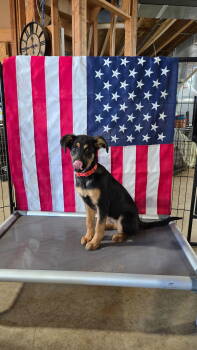 Rescue German Shepherd Dog Dogs for Adoption in Centreville, Virginia - Brienza 6974 | PetCurious
